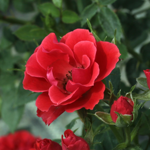De culoare roşu intens, talie mijlocie, pentru decoraţie, arătos plantat în faţa altor plante.